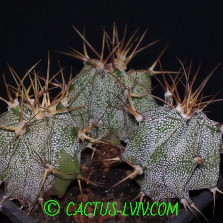 Astrophytum ornatum v.glabrescens (Dohnalik)