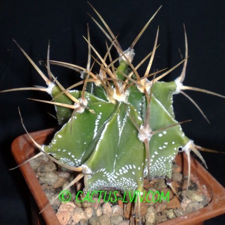 Astrophytum ornatum v.glabrescens (Dohnalik)