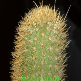 Winterocereus aureispinus