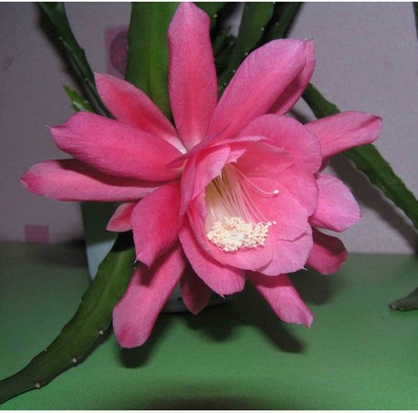Epiphyllum hybridum – рожеві квіти