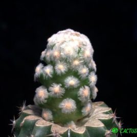 Mammillaria theresae v.albiflora