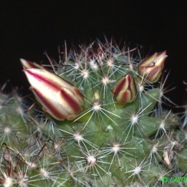 Mammillaria louisae. Вік: 2 р.і 6 міс. Власник: Я.П.Джура. Фото: Я.П.Джура.