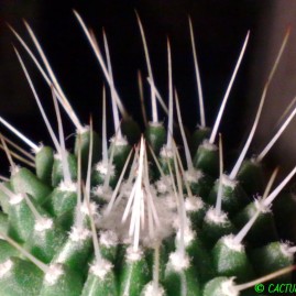 Mammillaria spinosissima cv.Un Pico. Вік: 5 р. Власник: Я.П.Джура. Фото: Я.П.Джура.