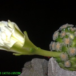 Mammillaria theresae v.albiflora. Щеплення, вік: 1 р. 6 міс. Власник: Я.П.Джура. Фото: Я.П.Джура.
