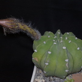 Echinopsis subdenudata. Вік рослини: 7 р. Власник: Я.П.Джура. Фото: Я.П.Джура.