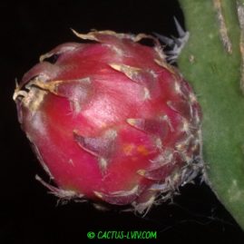 Eriocereus jusbertii - плід з насінням. Власник: Я.П.Джура. Фото: Я.П.Джура.