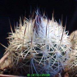 Gymnocactus beguinii v.senilis. Молода рослина, вік: 5 р. Власник: Я.П.Джура. Фото: Я.П.Джура.