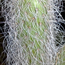 Opuntia leucotricha. Теплолюбна. У віці 3-4 р. вкривається довгими мякими колючками. Росте у вигляді дерева 2-3м висоти. Власник: Я.П.Джура. Фото: Я.П.Джура.