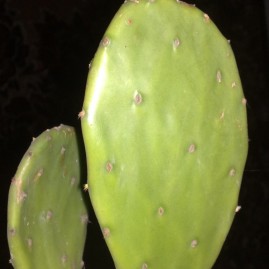 Opuntia sp.[vulgaris або ficus-indica]. Теплолюбна. Без колючок. Росте кущем або деревцем до 1,5-2м висоти і 0,5-1м в діаметрі. Власник: Я.П.Джура. Фото: Я.П.Джура.