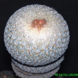 Epithelantha micromeris. Вік: 18 р. Власник: Я.П.Джура. Фото: Я.П.Джура.