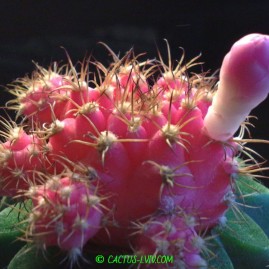 Gymnocalycium mihanovichii f.pink. Щеплення, вік: 2 р. Власник: Я.П.Джура. Фото: Я.П.Джура.