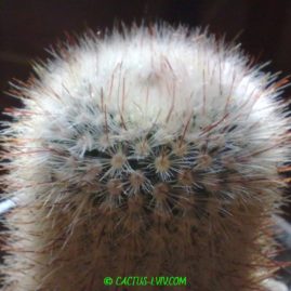 Notocactus scopa. Вік: 10 р. Власник: Я.П.Джура. Фото: Я.П.Джура.