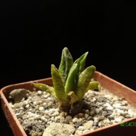 Ariocarpus scapharostrus RS 695 Rayones, NL. 2-річний сіянець. Власник: Я.П.Джура. Фото: Я.П.Джура.
