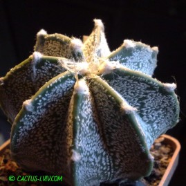 Astrophytum capricorne cv.crassispinoides. Молода рослина у віці 5 р. Власник: Я.П.Джура. Фото: Я.П.Джура.