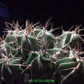 Astrophytum ornatum RS 189 Metztitlan. Молоді сіянці у віці 1,5 р.(Посів ІХ.2013р.). Власник: Я.П.Джура. Фото: Я.П.Джура.