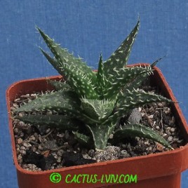 Aloe descoingsii x haworthioides