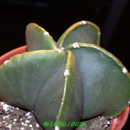 Astrophytum myriostigma v.nudum