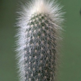 Cleistocactus strausii. Фото: Я.П.Джура.
