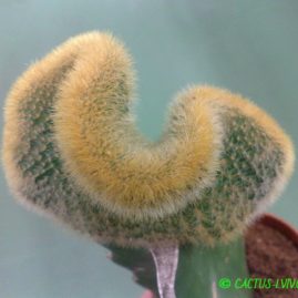 Eriocactus leninghausii f.cristata. Фото: Я.П.Джура.
