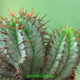 Euphorbia horrida. Фото: Я.П.Джура.