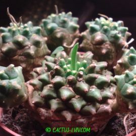 Euphorbia japonica = Euphorbia cv.Cocklebur (E.bupleurifolia x E.suzannae). Фото: Я.П.Джура.