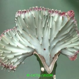 Euphorbia lactea f.cristata 'Gray'. Фото: Я.П.Джура.