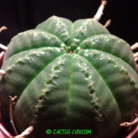 Euphorbia meloformis. Фото: Я.П.Джура.