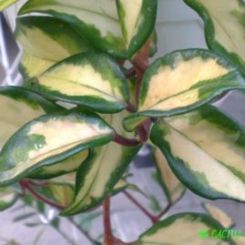 Hoya carnosa cv.Exotica. Фото: Я.П.Джура.