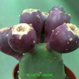 Opuntia vulgaris. Фото: Я.П.Джура.