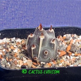 Tephrocactus articulatus