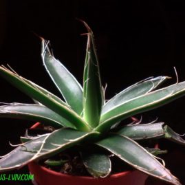 Agave toumeyana. Молода рослина. Фото: Я.П.Джура.