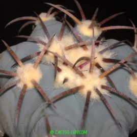 Echinocactus horizonthalonius Cuatrocienegas-Ocampo. Щеплення, вік: 3 р. Власник: Я.П.Джура. Фото: Я.П.Джура.