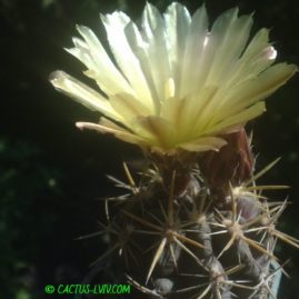 Neochilenia recondita (=Reicheocactus floribundus). Рослина у віці 10 р. Власник: Я.П.Джура. Фото: Я.П.Джура.