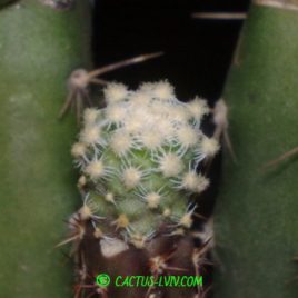 Pediocactus knowltonii SB 304 San Juan (?)