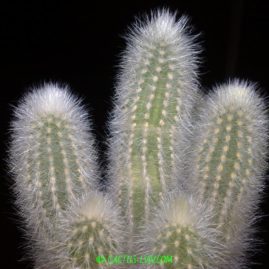 Thrixanthocereus senilis. Вік рослин: 4 р. і 6 міс. Власник: Я.П.Джура. Фото: Я.П.Джура.