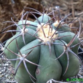 Echinocactus horizonthalonius Las Tablas