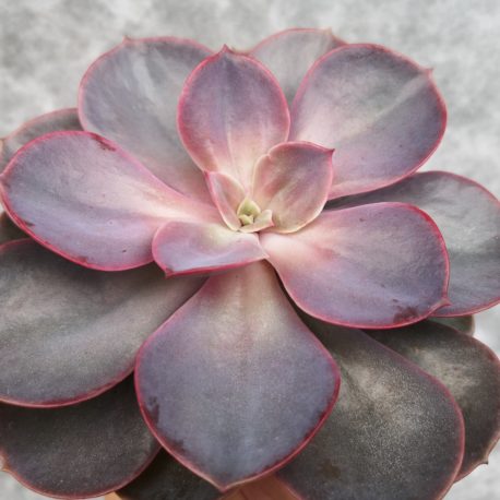 Echeveria ‘Perle Von Nürnberg’