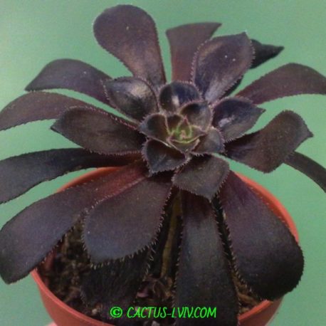 Aeonium arboreum v.atropurpureum ‘Schwarzkopf’