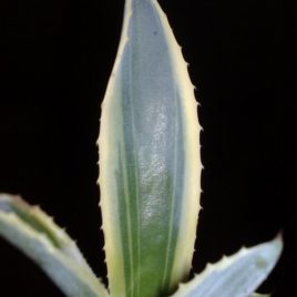 Agave americana f.variegata ‘Marginata aurea’