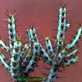 Euphorbia aeruginosa. Фото: Я.П.Джура.