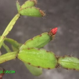 Rhipsalidopsis gaertneri cv.Colomba (Regel) Linding. Власник: Я.П.Джура. Фото: Я.П.Джура.